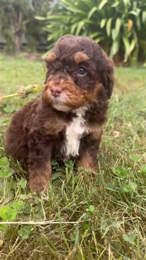 Puppies Downunder on Instagram: "This sweet boy is already capturing hearts 💙 A gorgeous F1B Mini Aussiedoodle male from parents Abby & Chief, lovingly raised and ready to bring loyalty, laughter, and endless cuddles to his forever home 🐶✨ ✔️ Microchip: 956000019460020 ✔️ Source Number: BR100575 A beautiful little soul with a big heart 🥰 #MiniAussiedoodle #F1BDoodle #AussiedoodlePuppy #DoodleLove #HypoallergenicDogs EthicalBreeding PuppiesDownunder ForeverFamily BR100575"