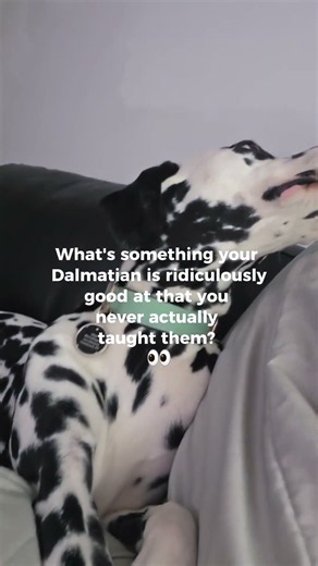 What’s Something Your Dalmatian Figured Out Without You Teaching Them? 👀🐾
