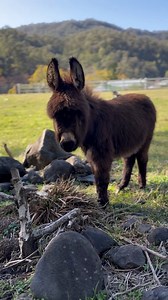 We didn’t need a micro-donkey. Let alone two. But then we met Hugo and Rosie… 🤎 #minidonkeys #farmlife #littledonkeyestate #miniaturedonkey | Little Donkey Estate & Friends