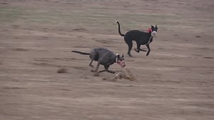 3.3K views · 201 reactions | dog chasing hare 2023 video from pakistan. subscribe us on youtube for more new videos. https://www.youtube.com/@GreyhoundCoursingclub | Greyhound Coursing Club | Facebook