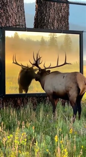 Bull Elk Bugles at the Mirror 🦌