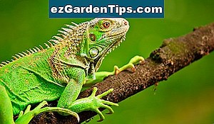 Cómo cuidar a Joshua Trees en el oeste de Texas 🌱 Tips Jardineros - Es.ezGardenTips.com