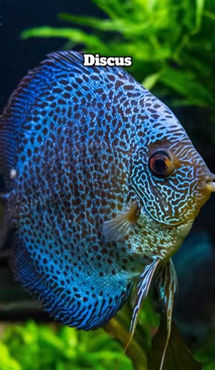 We're kicking off our new fish series by showing you the most diverse species at Georgia Aquarium! 🎉 Which fish did you get? Tell us in the comments! Continue checking back on our page for more 🐠 features! 🐡🐟 | Georgia Aquarium