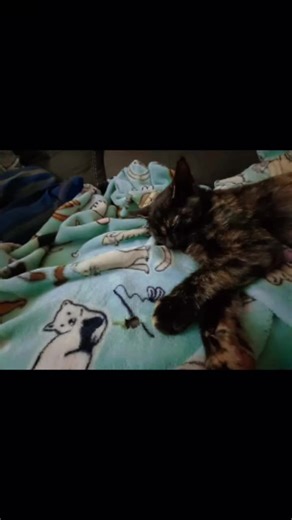 Share Bear 🐻 🌞🙏💖🫂✌️😻🫠 (@share.bear20)’s videos with I Love My Cat - MSGproduction