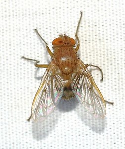 Why do Mantids Only Have One Ear?