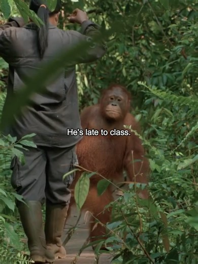 Bumi arrived at Nyaru Menteng on 18 June 2016 after being rescued as a tiny, weak baby. 🦧 He could not open his eyes at first but he fought to get stronger. Now he loves to climb high, snack on bananas and melons, and explore the forest when others nap. 🍌🌿 His playful tantrums and silly poses make everyone laugh. Help Bumi and other rescued orangutans keep learning the skills they need to go back to the wild. Donate via the link in bio to support BOSF rescue and rehab work. 🙏💚 #Orangutan #R