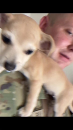 Taco giving some cuddles 🥰 #chihuahua #chiuhuahuasoftiktok #dogs #babies #dogsoftiktok #petsoftiktok