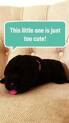 Adorable Labrador Puppy That Loves to Lick