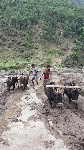 Traditional Paddy Farming in a Himalayan Village | Oxen Plowing Mud Fields the Ancient Way #paddy