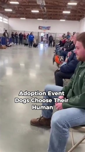 Heartwarming Shelter Dog Adoption Story