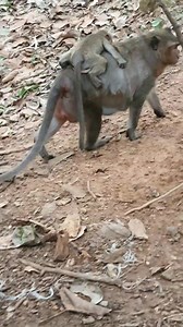 Baby Monkey Jett can't get nursing so he riding on his mom Jinx as a taxi | Margaret