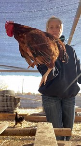6K views · 432 reactions | Best protection in the coop- he keeps the other roosters from attacking me | Texas Chicken Ranch of De Leon | Facebook