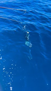 Two Conchs Charters on Reels