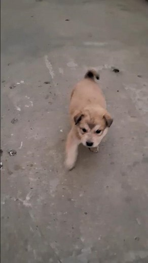 Too Cute! Little Puppies Enjoying Playtime 🥰#pappy shorts video