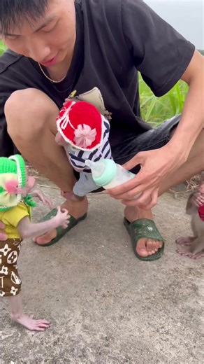 Monkey BoBo (@crazy.pets67)’s videos with original sound - Monkey BoBo