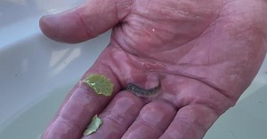 Chinook salmon swimming tribe's ancestral McCloud River for first time in decades