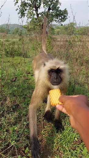 Close-Up Encounter With a Wild Langur 🐒!