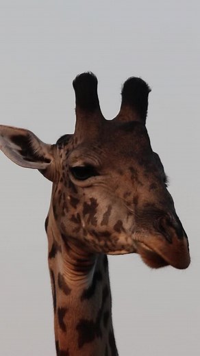 Enchanting safari moments captured! 🦒✨ Witnessing this giraffe chewing its cud amidst the African savannah was pure magic. Their towering presence and graceful movements make every encounter unforgettable. It's incredible how they delicately select their food with those long tongues, reaching high into the treetops. Let's cherish these glimpses into the wild and savor the beauty of nature together.