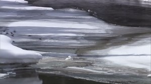 The GREAT Yellowstone Park Great Natural Wonders (Wonderful Chill Out Music)