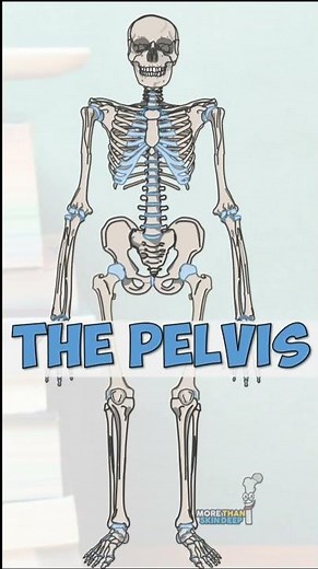 The Pelvis #anatomy #biology #humananatomy #animation #anatomymadeeasy #science #doctor #tutorial