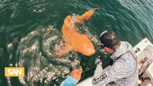 Jaws-dropping: One-of-a-kind orange shark discovered off Costa Rica