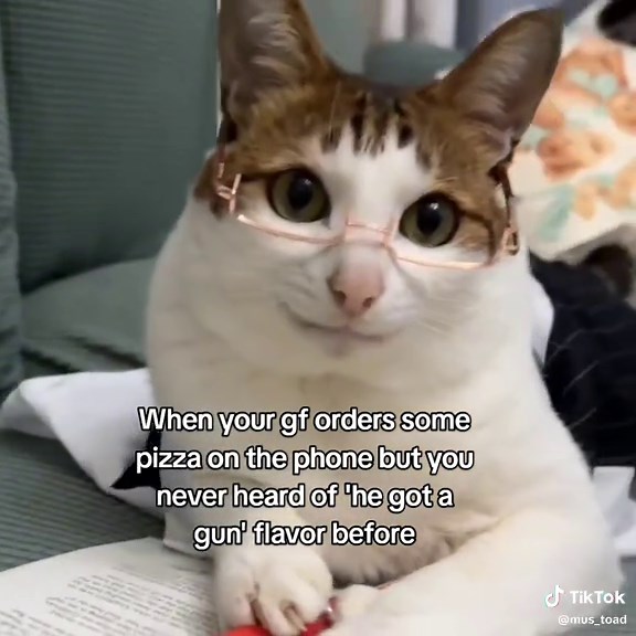 #catmemes | Cat Memes