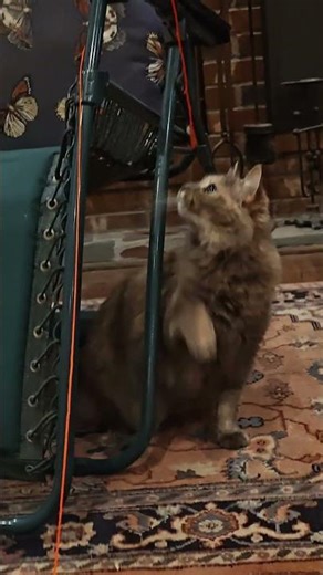 Kitty Kitty chair string