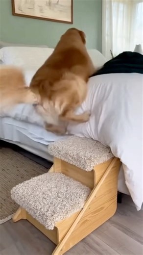 This golden retriever can’t quite make it up these two steps | Jack Vale