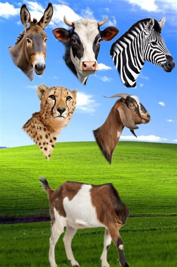 #cow#animals #funny #cartoon #animation