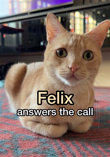 felixander felipe felan feliciano to the rescue! | felix