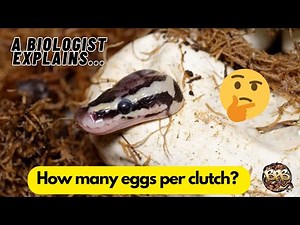 How many eggs do Ball Pythons lay? A complete guide!