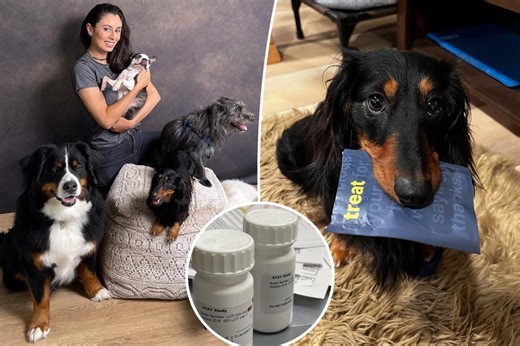 New longevity drug for dogs could extend your pet’s life — and pave the way for humans to live longer too