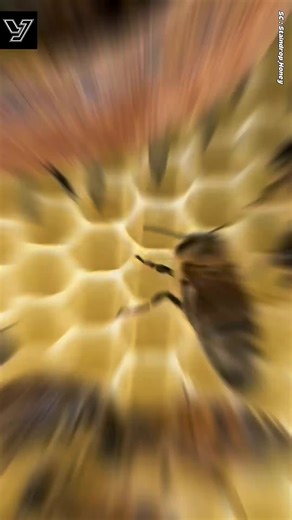 Searching for the Bee Queen in the USA