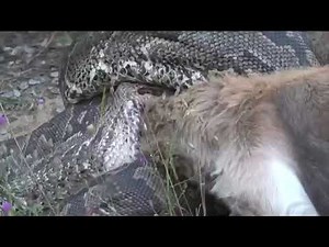 Python eats a chital deer in 8 hours