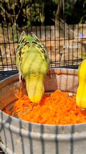 budgies parrot facts #birds #birdsavairy #parrot #budgies