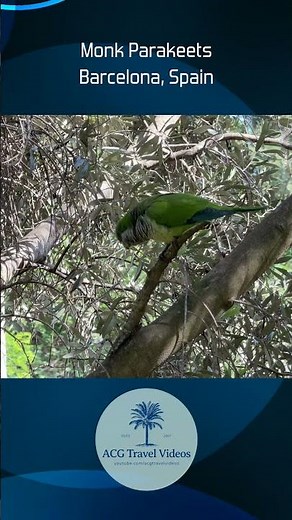 Monk Parakeets - Barcelona, Spain