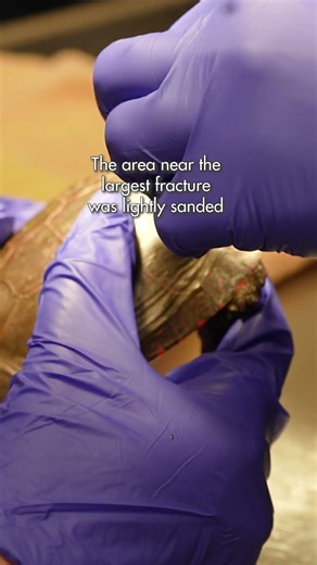 Repairing a painted turtle's shell after he was struck by a car #paintedturtle #wildliferehab