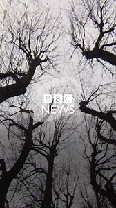 Meet the 'tree defenders' of Walthamstow 🌳🌳🌳 | BBC London