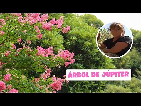 Árbol de Júpiter (Lagerstroemia indica): belleza en flor para tu jardín 🌸🌳
