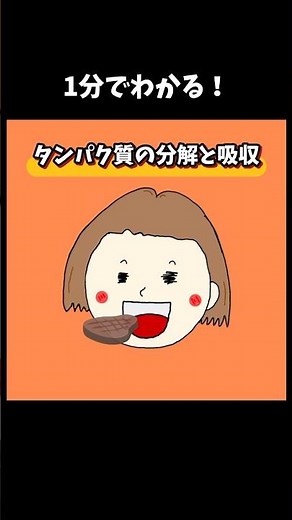 【タンパク質の分解と吸収】#タンパク質 #消化 #解剖生理