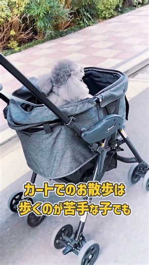 [Toy Poodle] Start Training While They're Small! Secrets to a Successful First Walk 🐾 #dogtrainin...