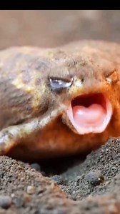 Breviceps macrops esta rana no salta 🐸 se entierra | Foto Impacto