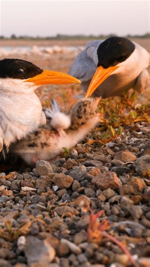 HAWI Studios on Instagram: "River Tern Bird Family, Father Brings Food for chick Wincent uhB3r #bird #wildlife #nature"