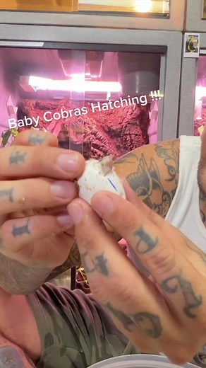 Tyler Nolan on TikTok