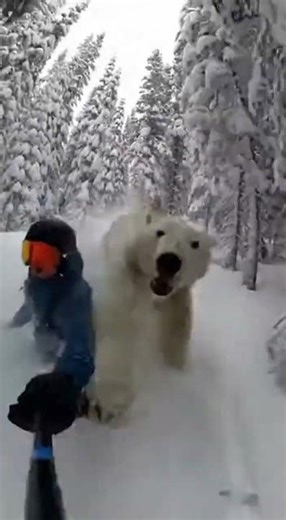BIG MISTAKE😱 Watch this bear fail hilariously #viral #bear #funny