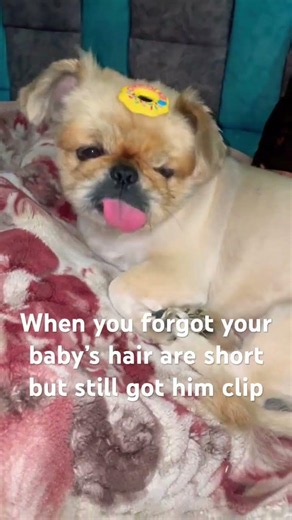 do you like my new donut clip? 🐶💓