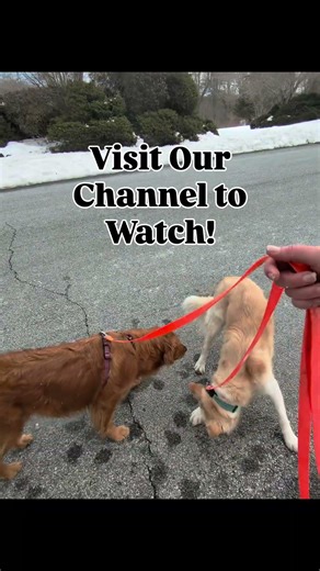 Troubles Walking Your Dogs Together?