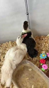 Fall duck gets a roommate and Aryah stops by for a visit #narrowayhomestead #offgrid