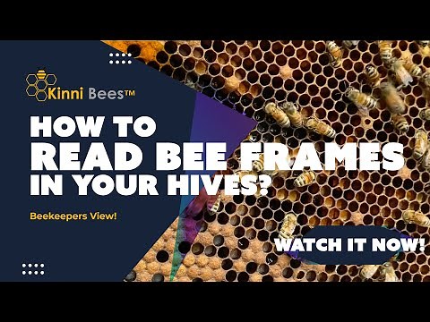 How to Read a Frame when Inspecting Beehive | 🐝 Beekeepers View