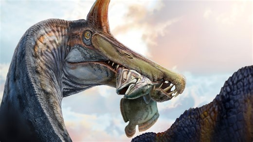 【動画】頭に「三日月刀」似の骨、新種のスピノサウルスを発見